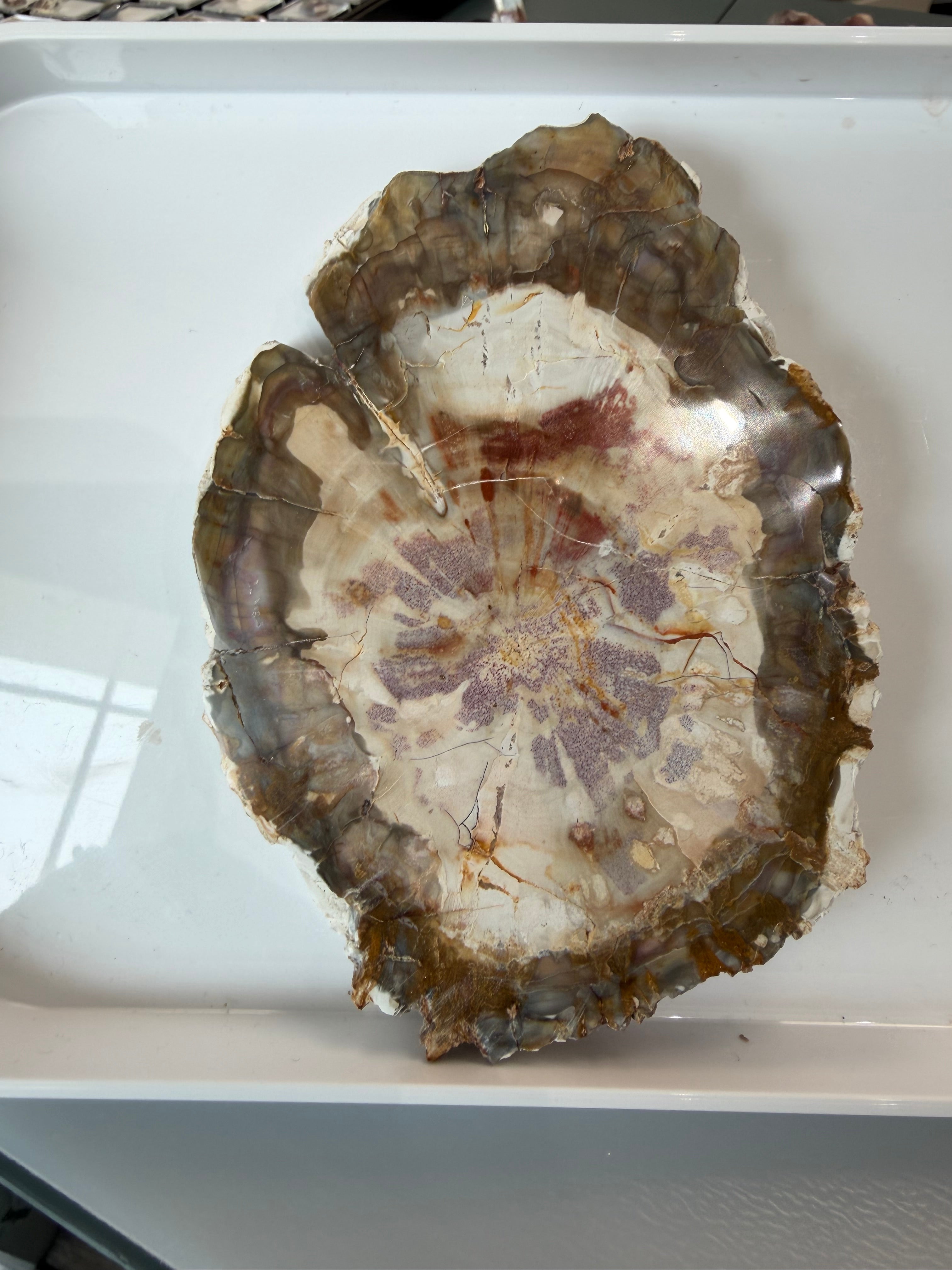 Petrified Wood Slab from Madagascar; 244.53 grams