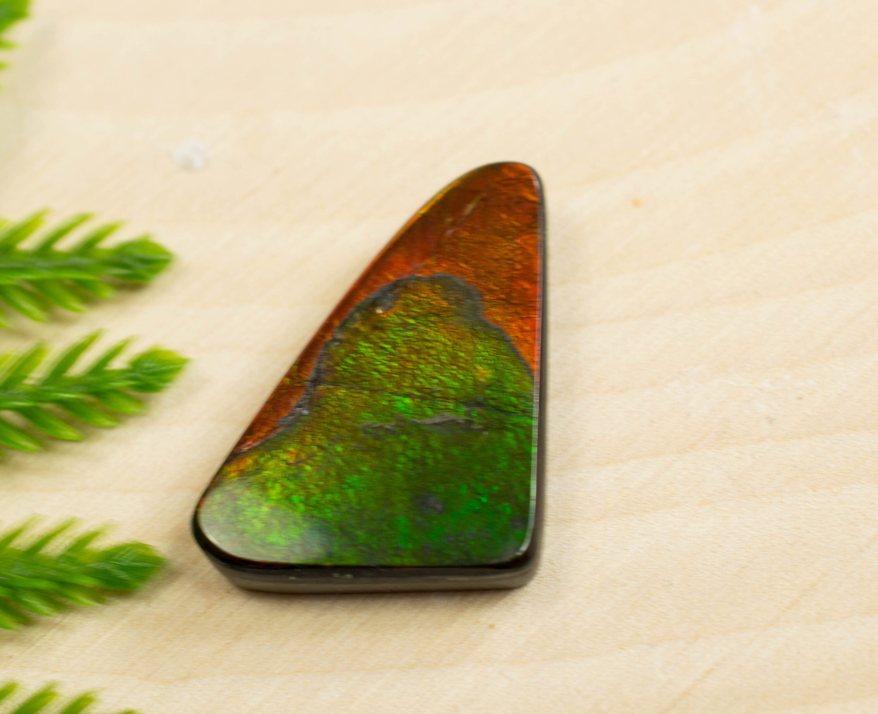 Ammolite Specimen; Genuine Canadian Ammolite - Mark Oliver Gems
