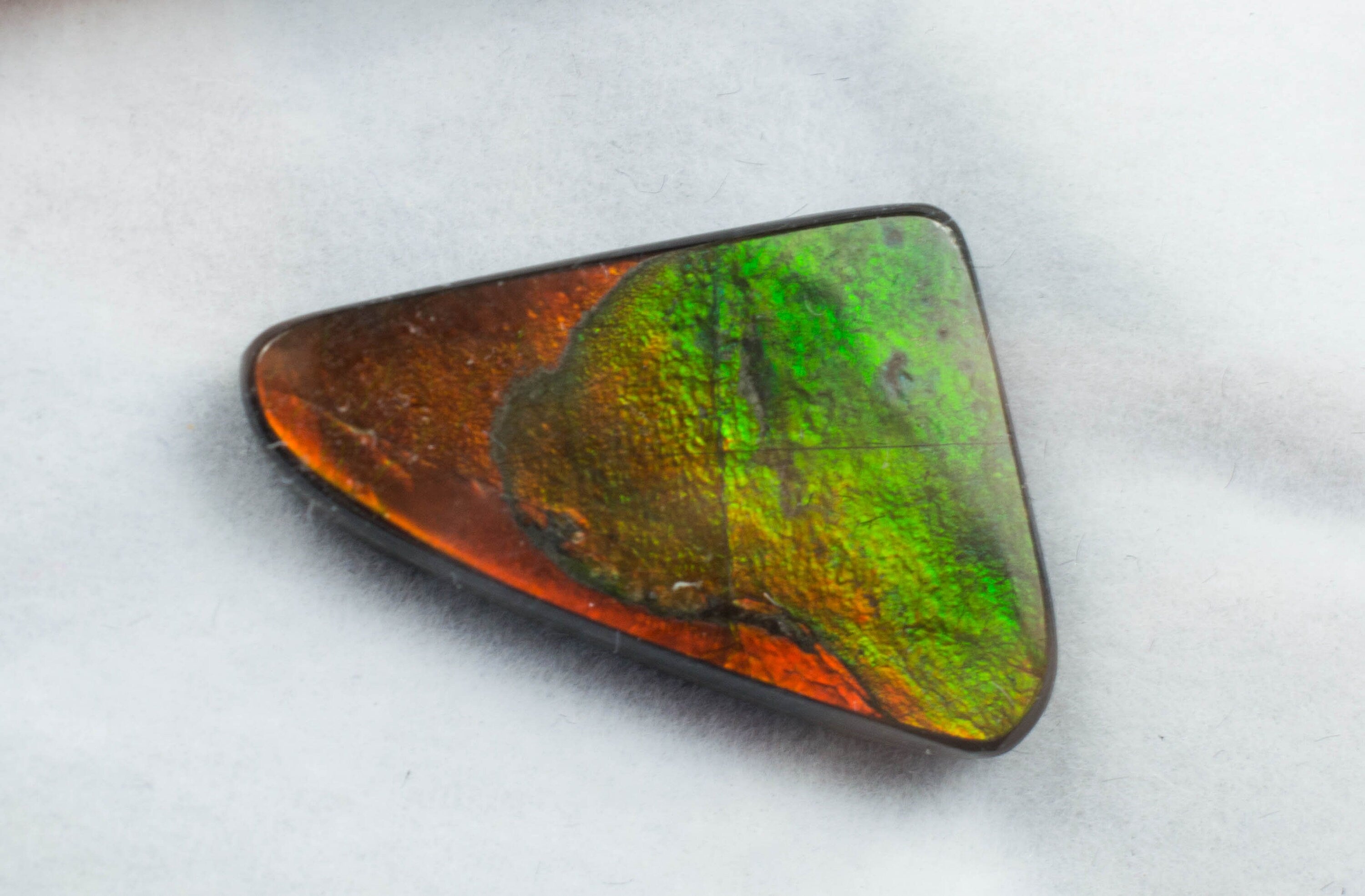 Ammolite Specimen; Genuine Canadian Ammolite - Mark Oliver Gems