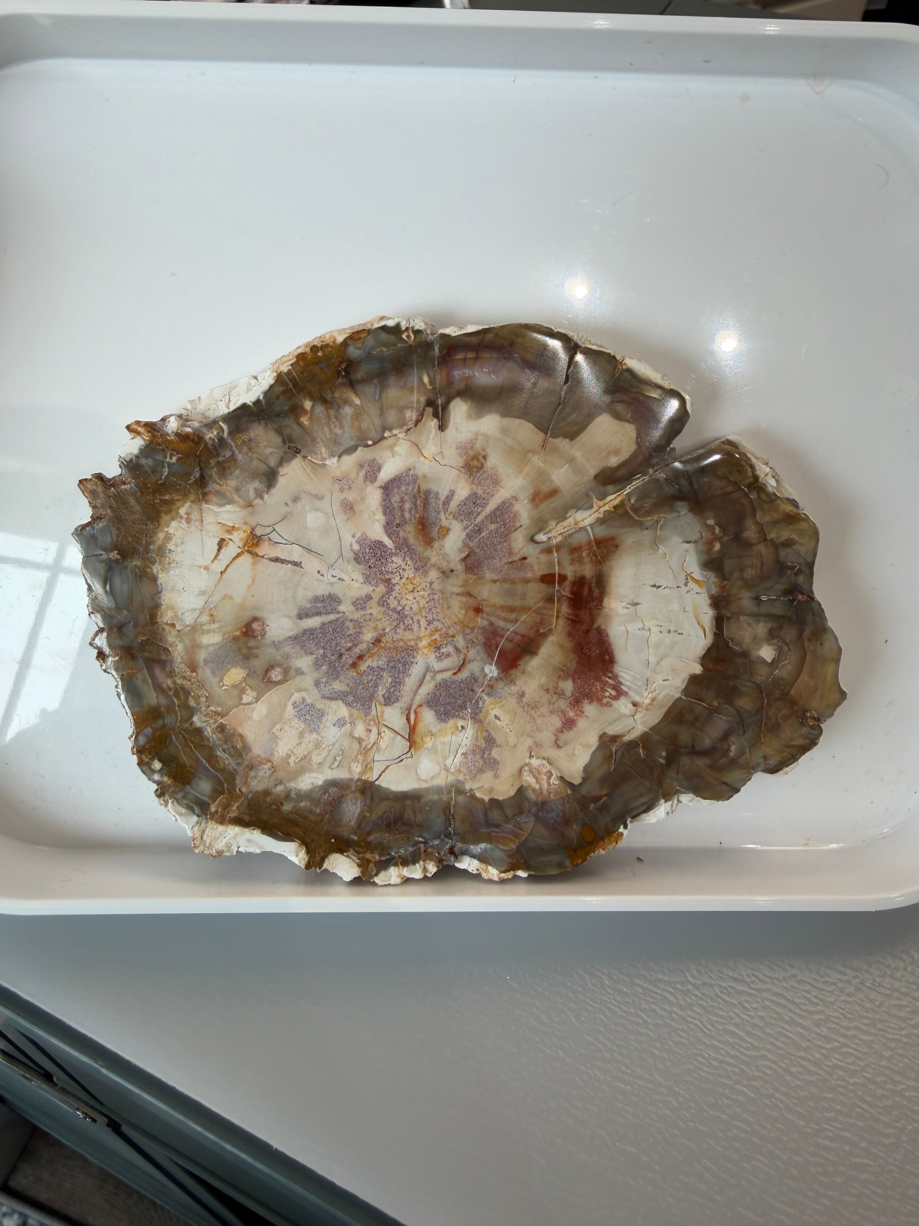 Petrified Wood Slab from Madagascar; 244.53 grams