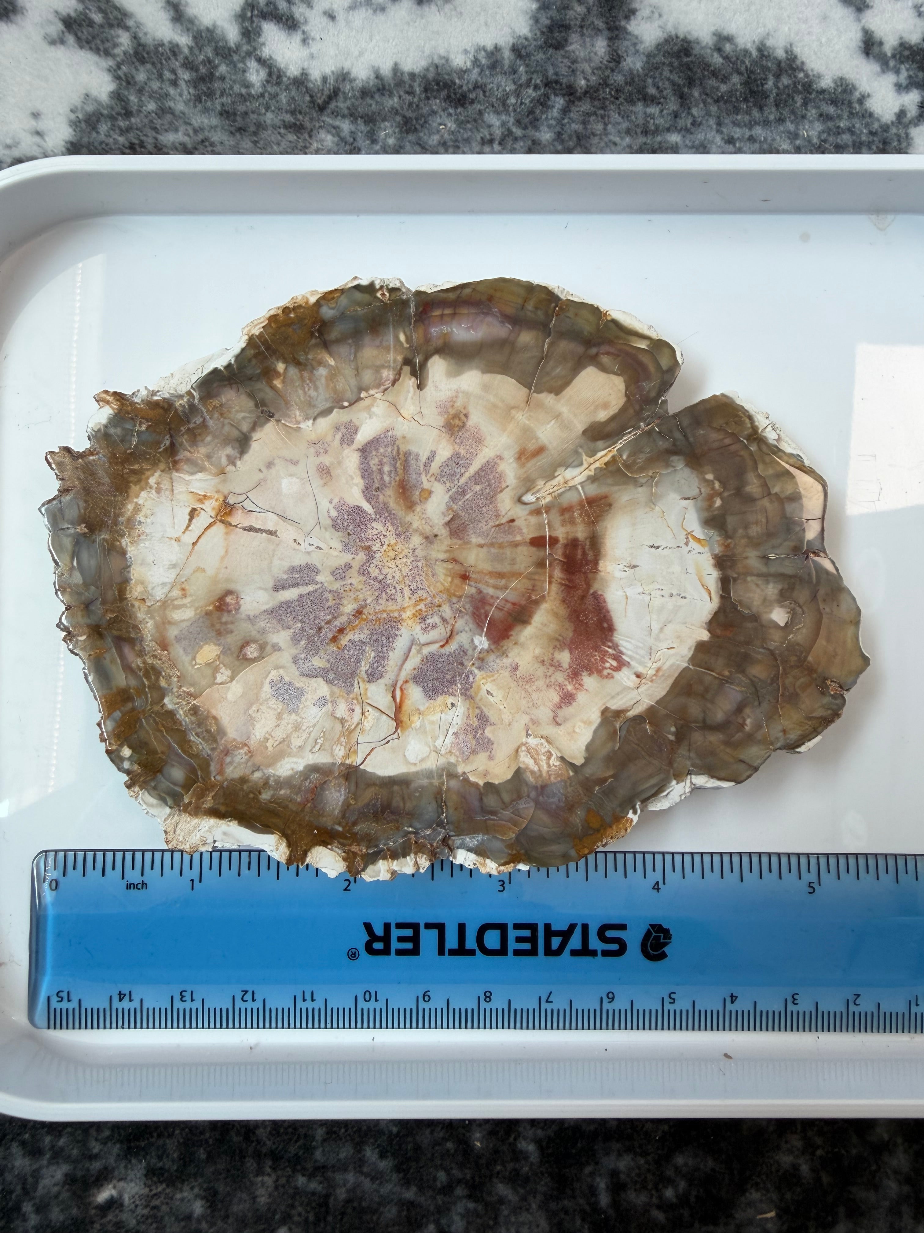 Petrified Wood Slab from Madagascar; 244.53 grams