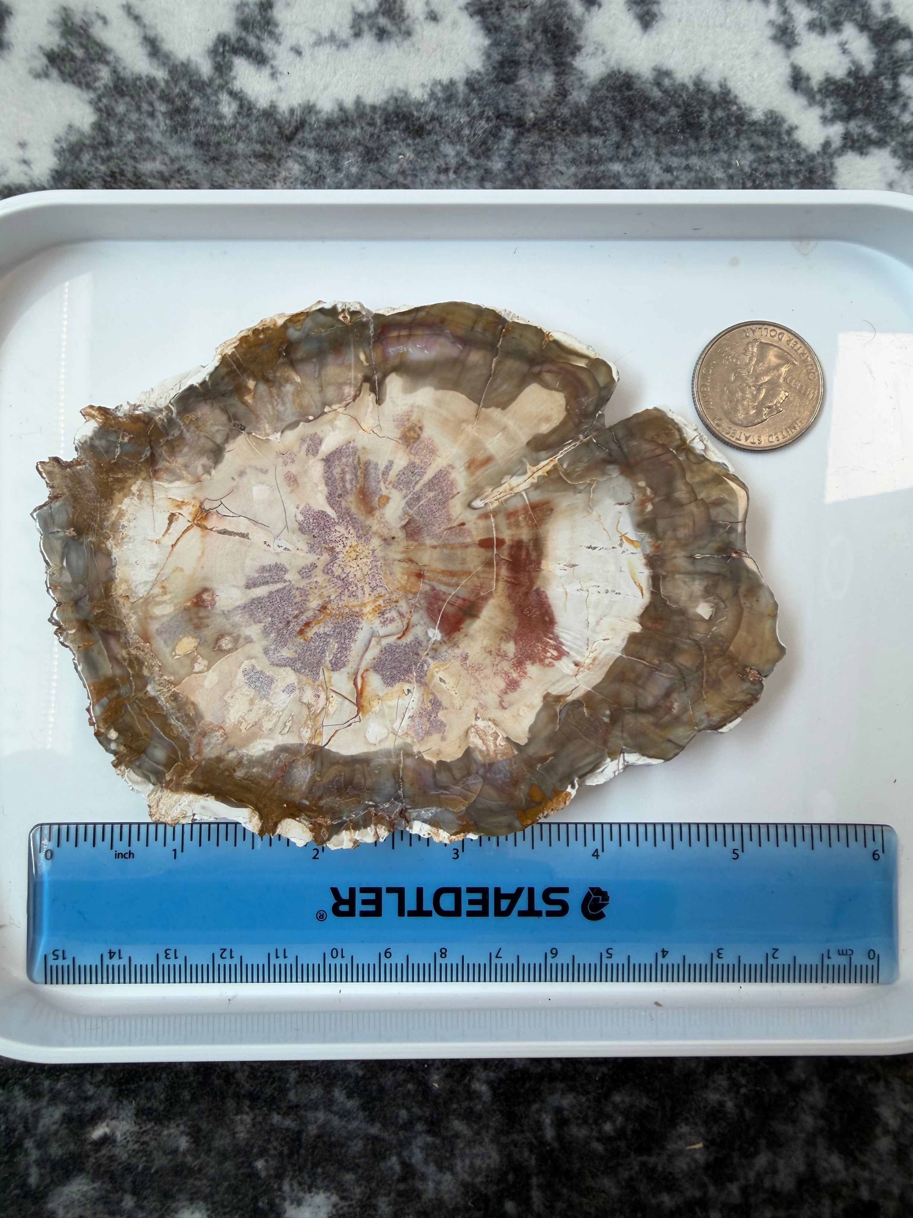 Petrified Wood Slab from Madagascar; 244.53 grams