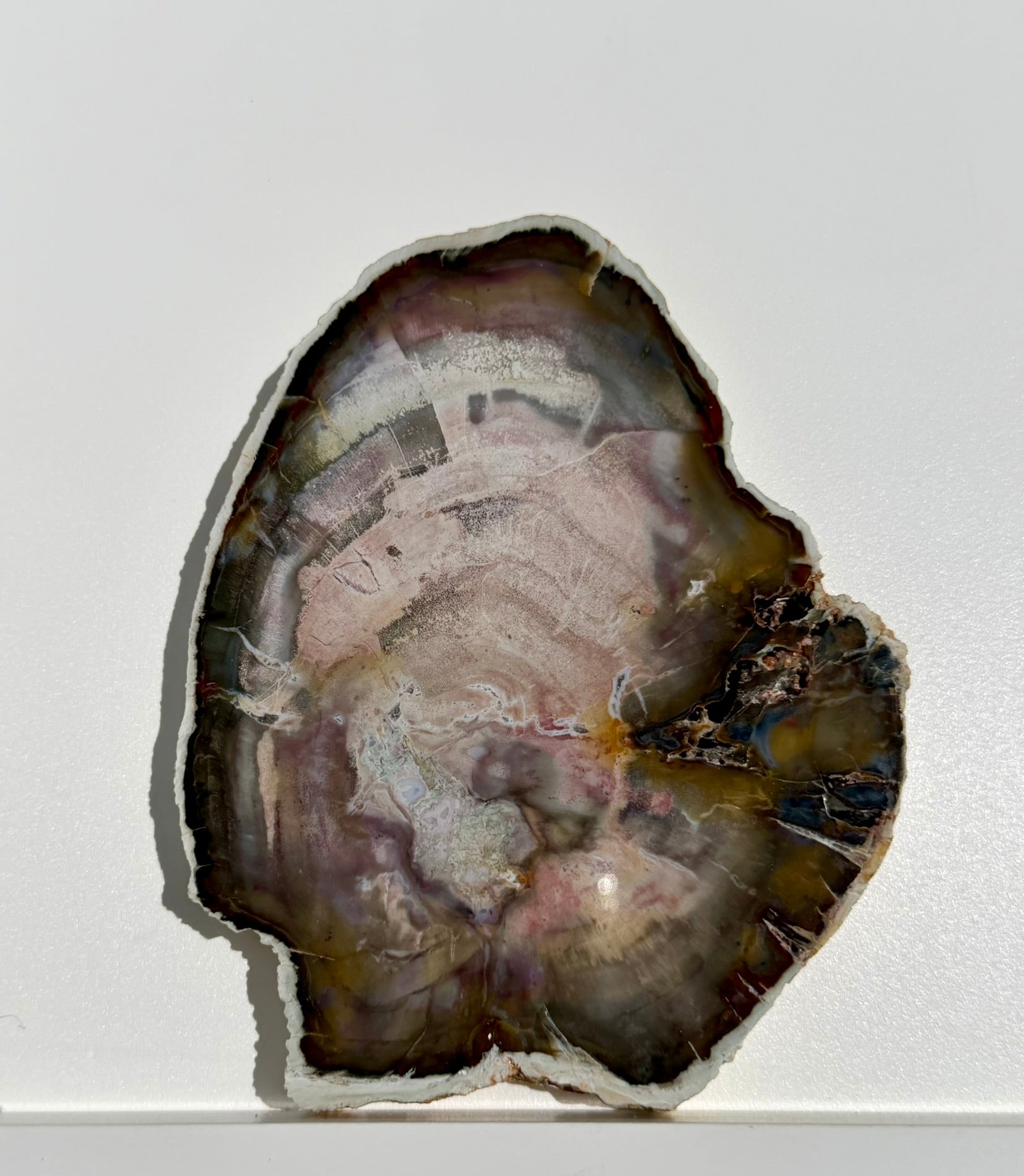 Petrified Wood Slab from Madagascar; 239.11 grams