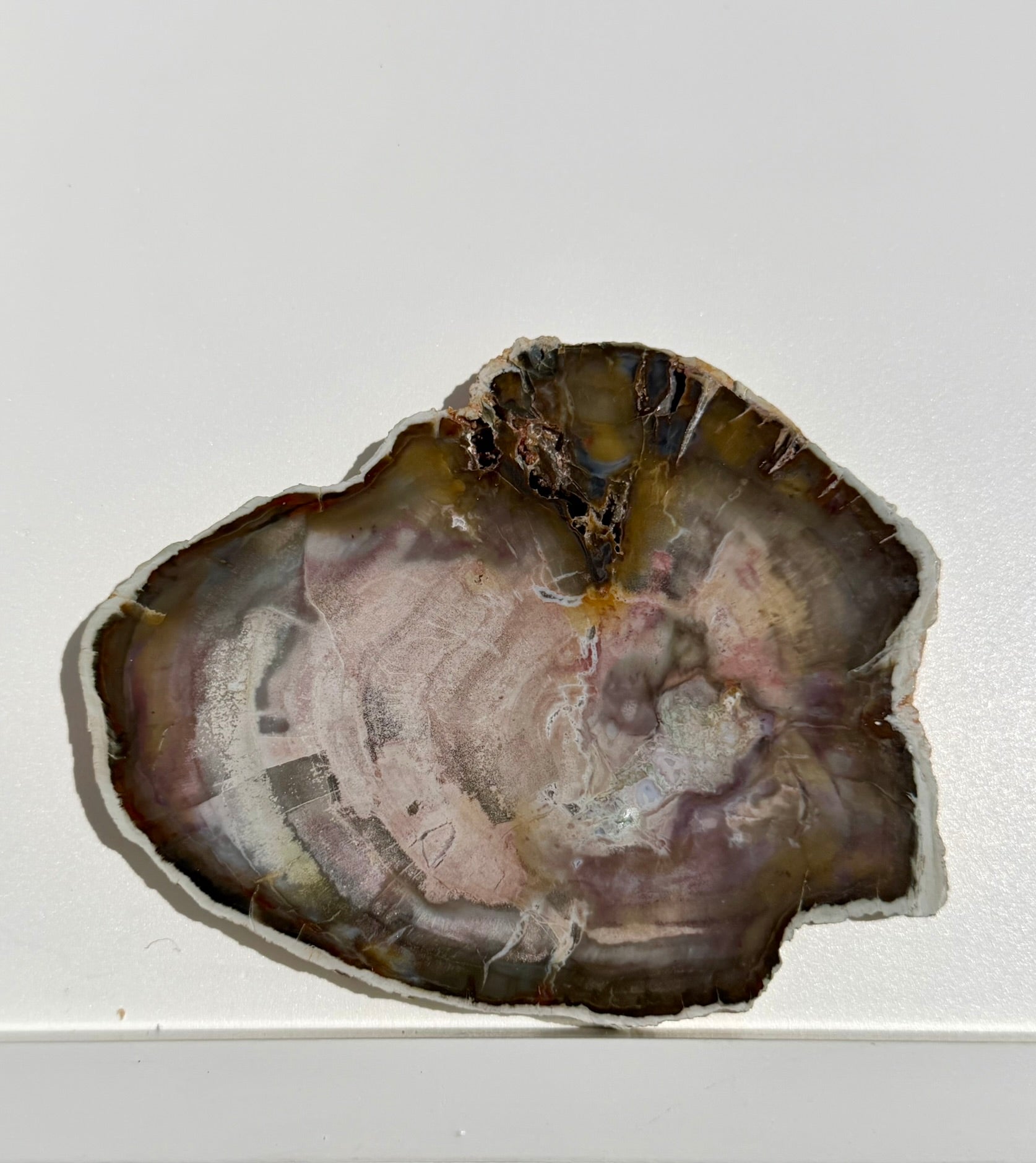 Petrified Wood Slab from Madagascar; 239.11 grams