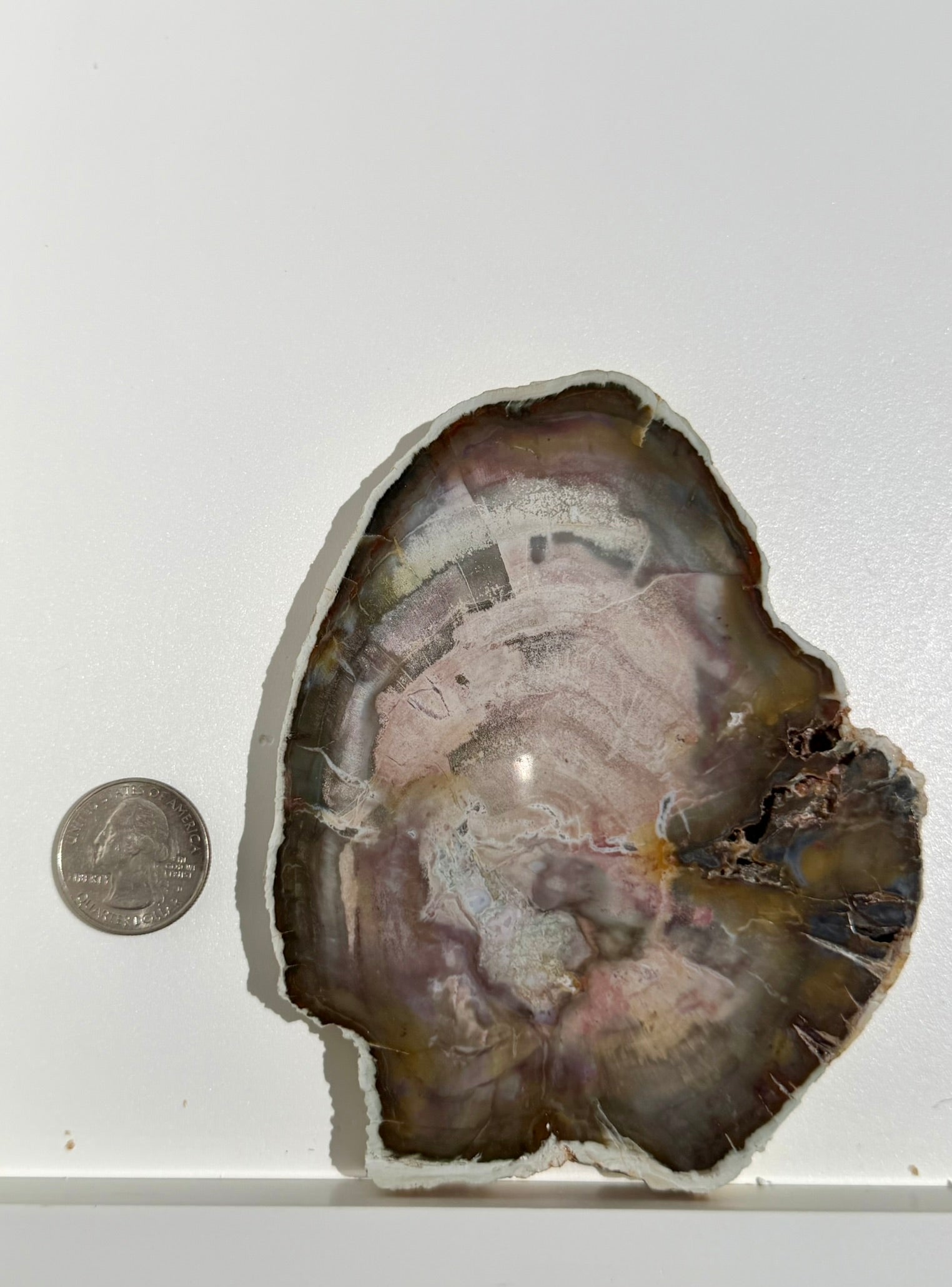 Petrified Wood Slab from Madagascar; 239.11 grams