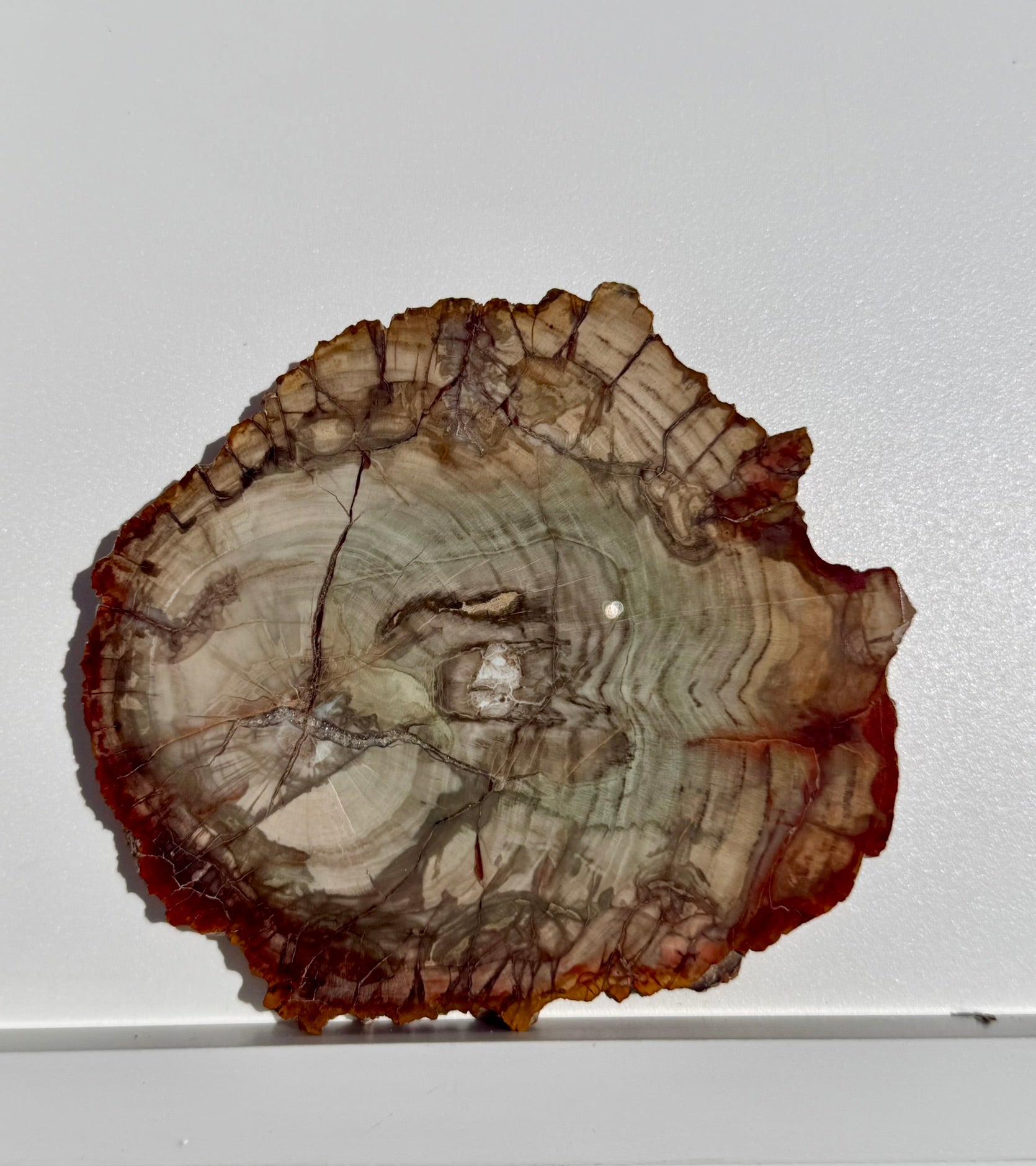 Petrified Wood Slab from Madagascar; 225.71 grams