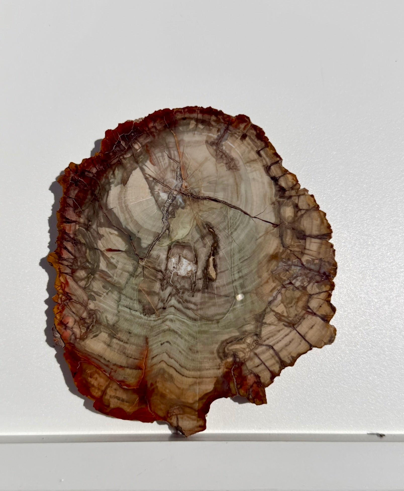 Petrified Wood Slab from Madagascar; 225.71 grams