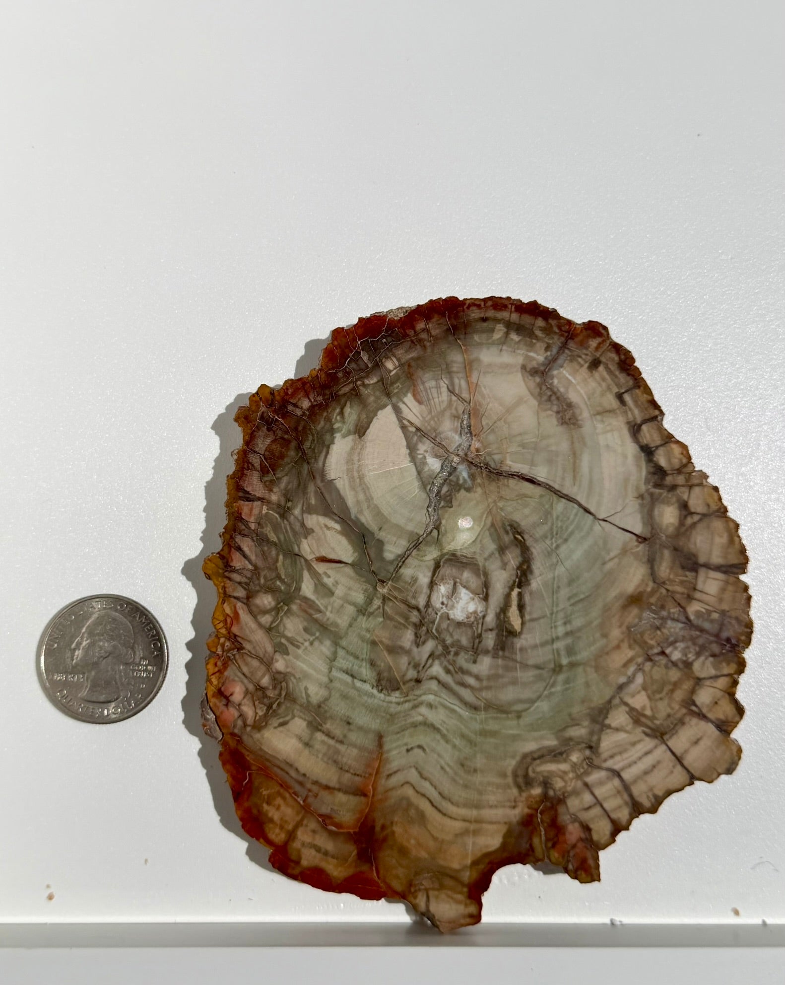 Petrified Wood Slab from Madagascar; 225.71 grams