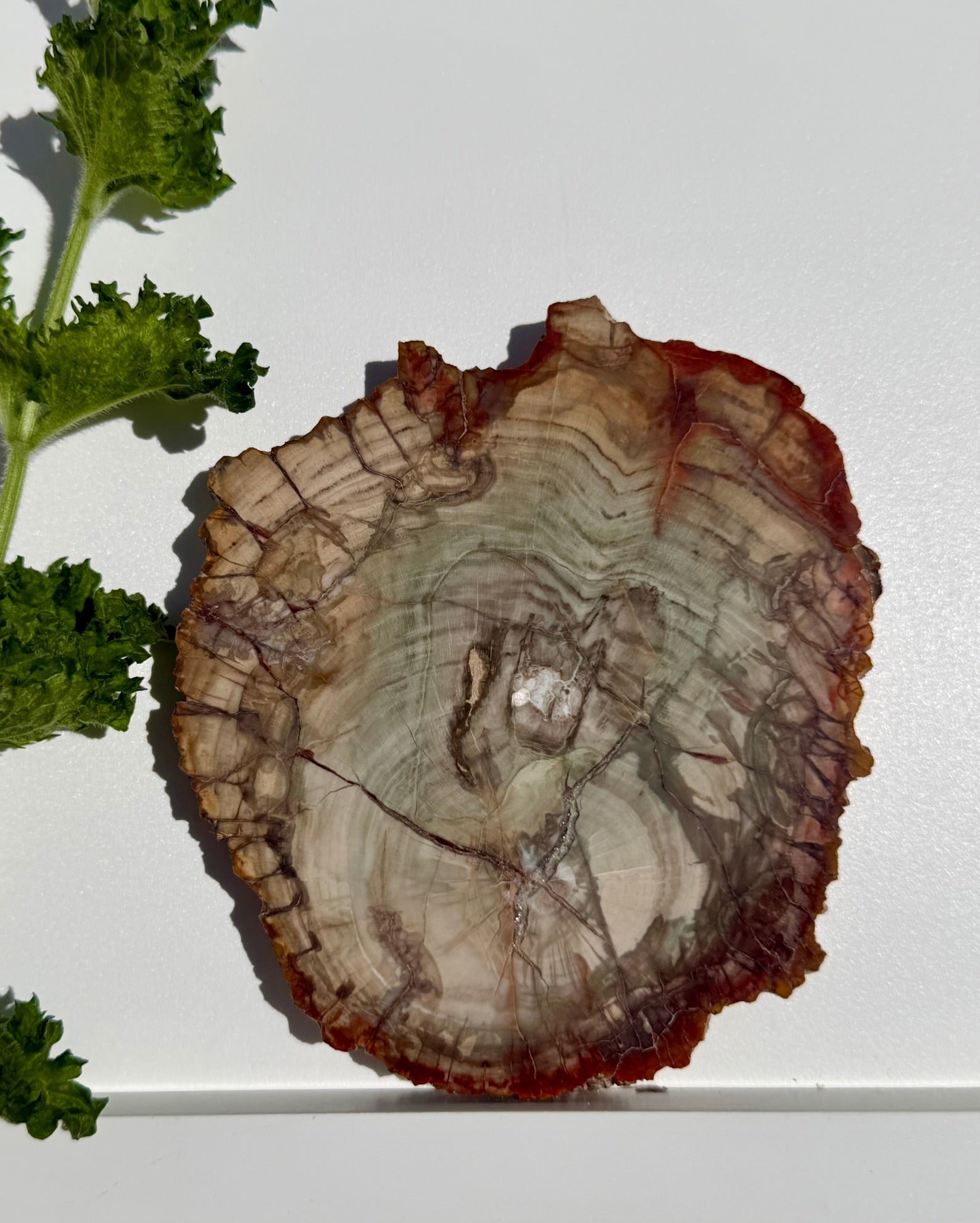 Petrified Wood Slab from Madagascar; 225.71 grams