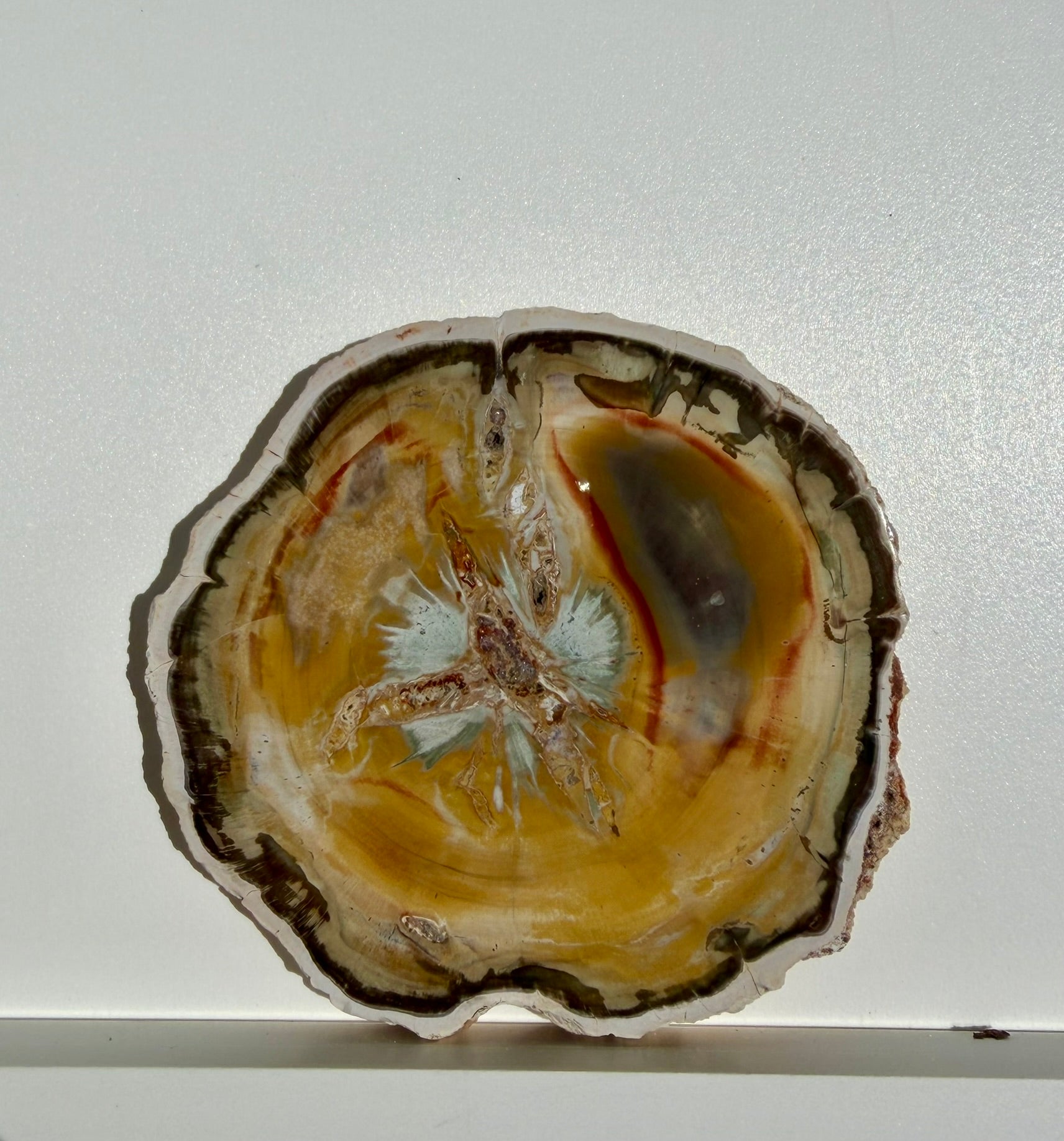 Petrified Wood Slab from Madagascar; 144.05 grams
