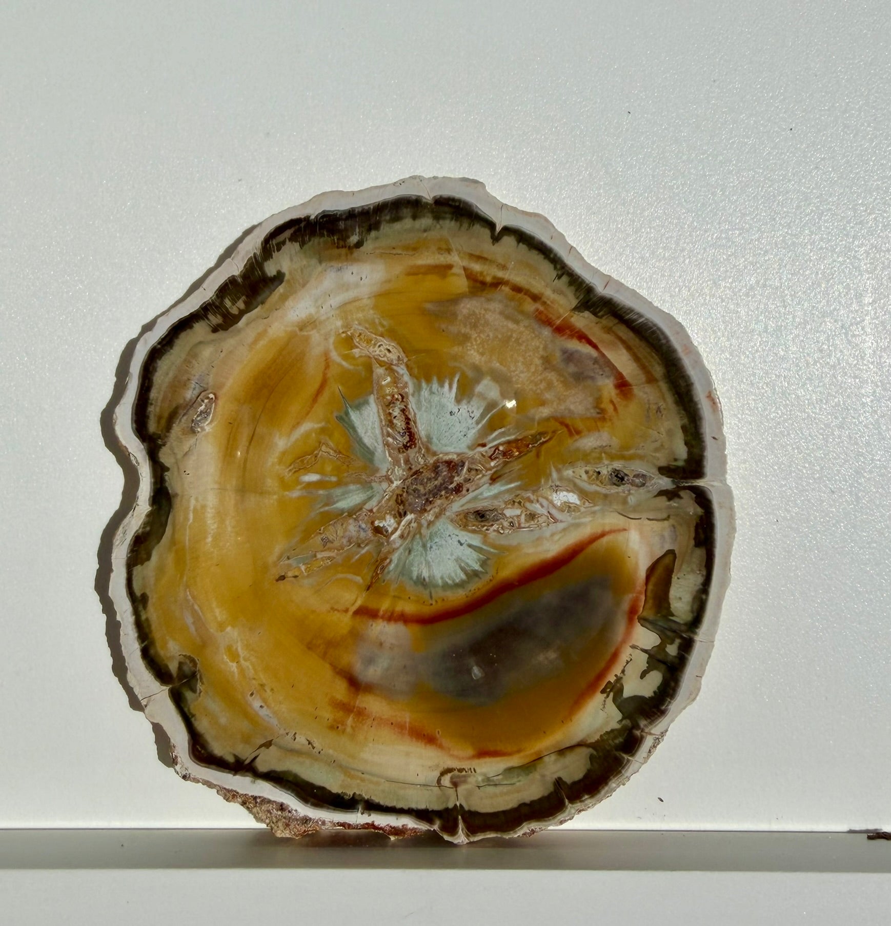 Petrified Wood Slab from Madagascar; 144.05 grams