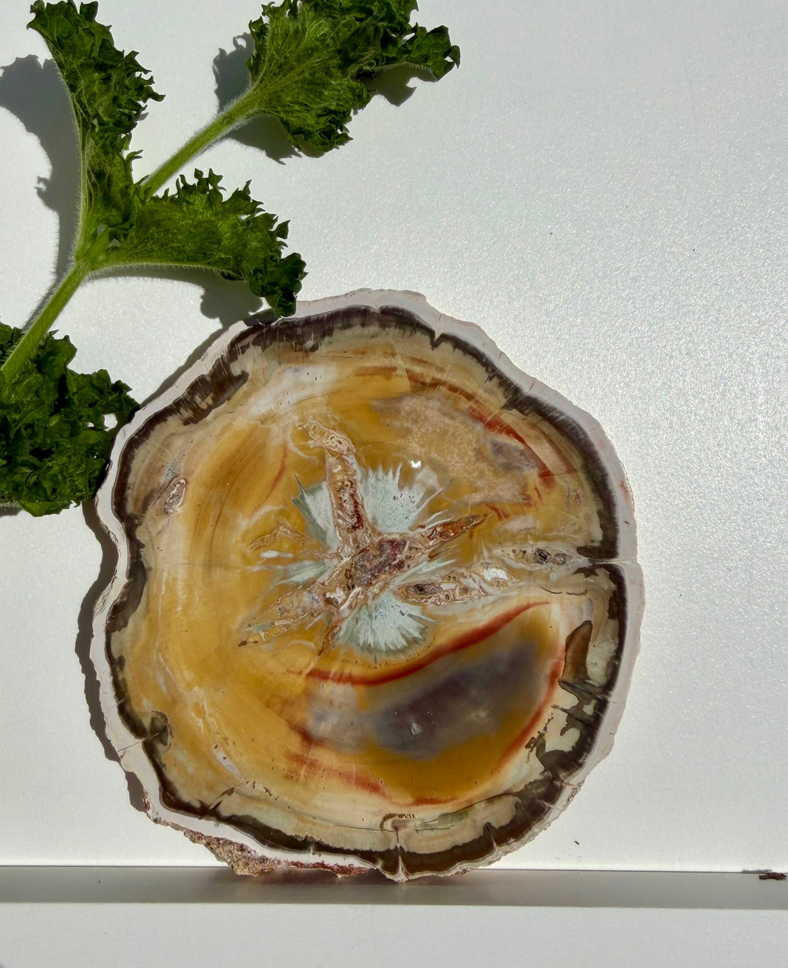 Petrified Wood Slab from Madagascar; 144.05 grams