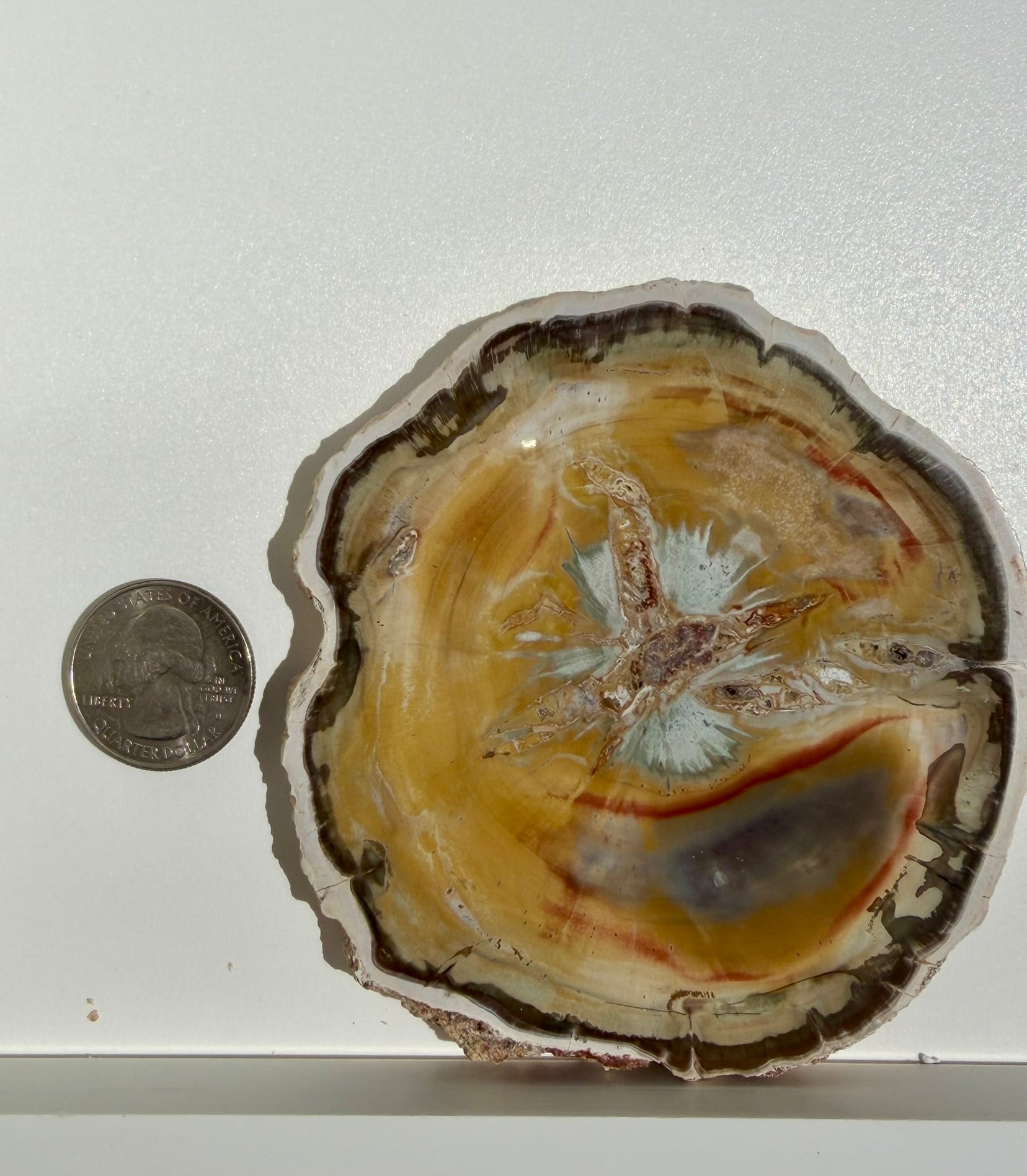 Petrified Wood Slab from Madagascar; 144.05 grams