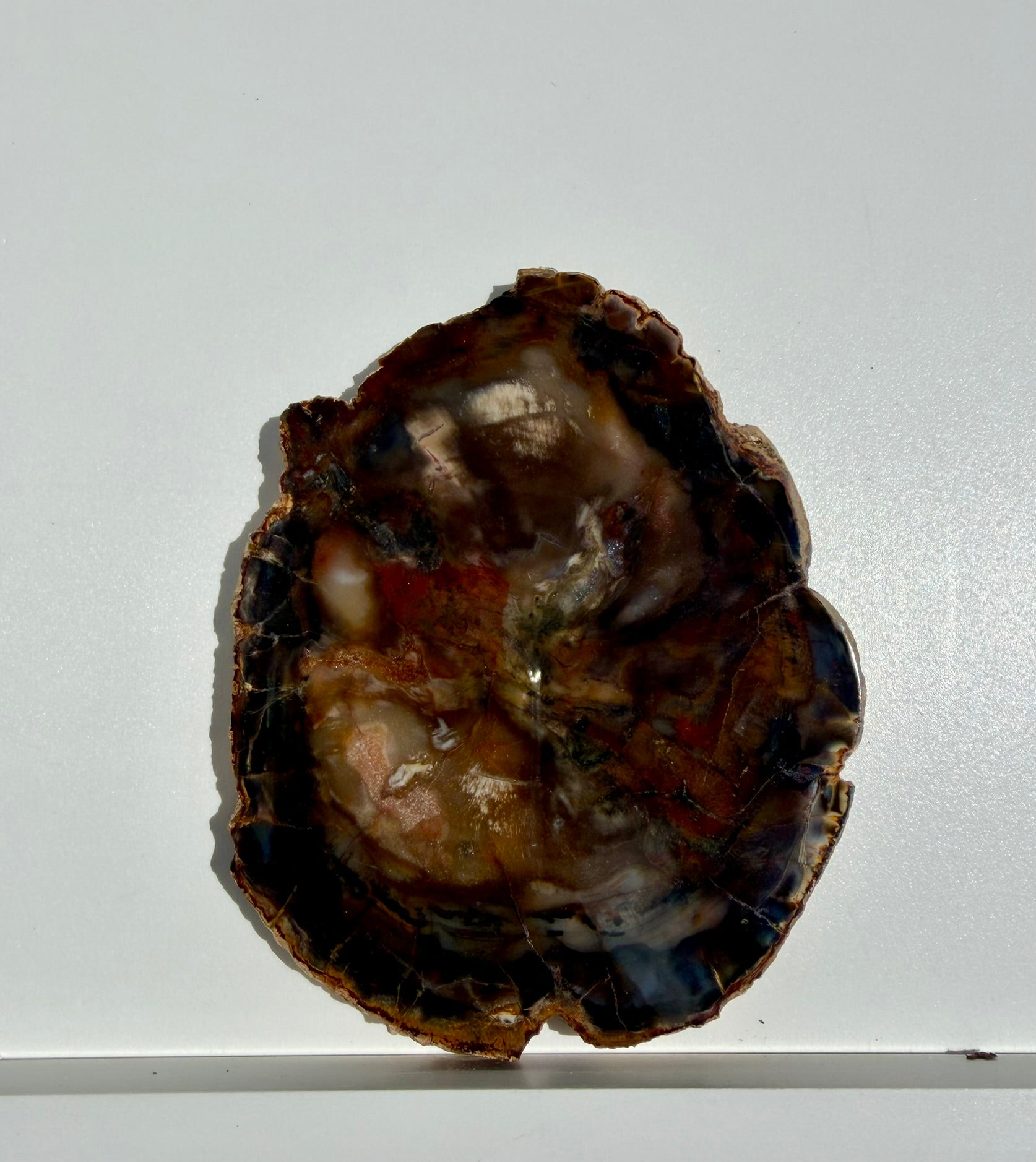 Petrified Wood Slab from Madagascar; 198.75 grams