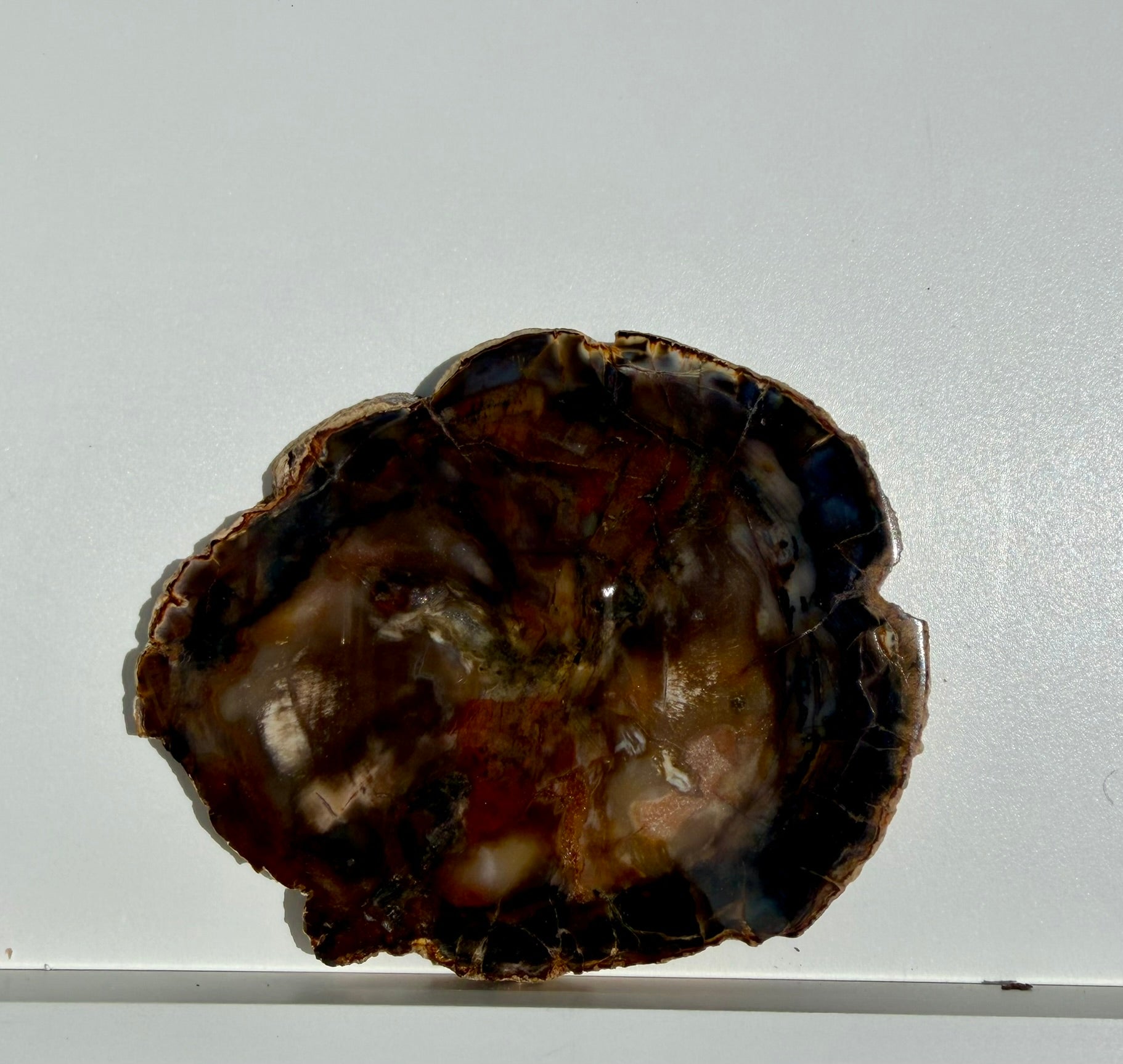 Petrified Wood Slab from Madagascar; 198.75 grams