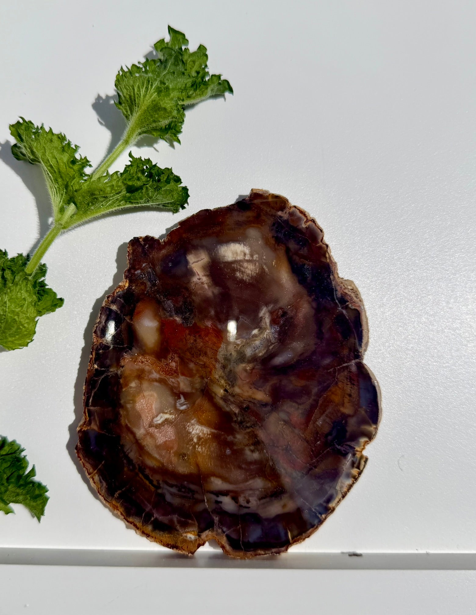 Petrified Wood Slab from Madagascar; 198.75 grams
