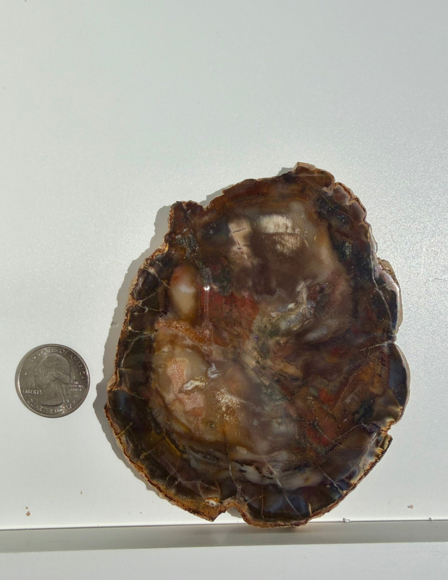 Petrified Wood Slab from Madagascar; 198.75 grams