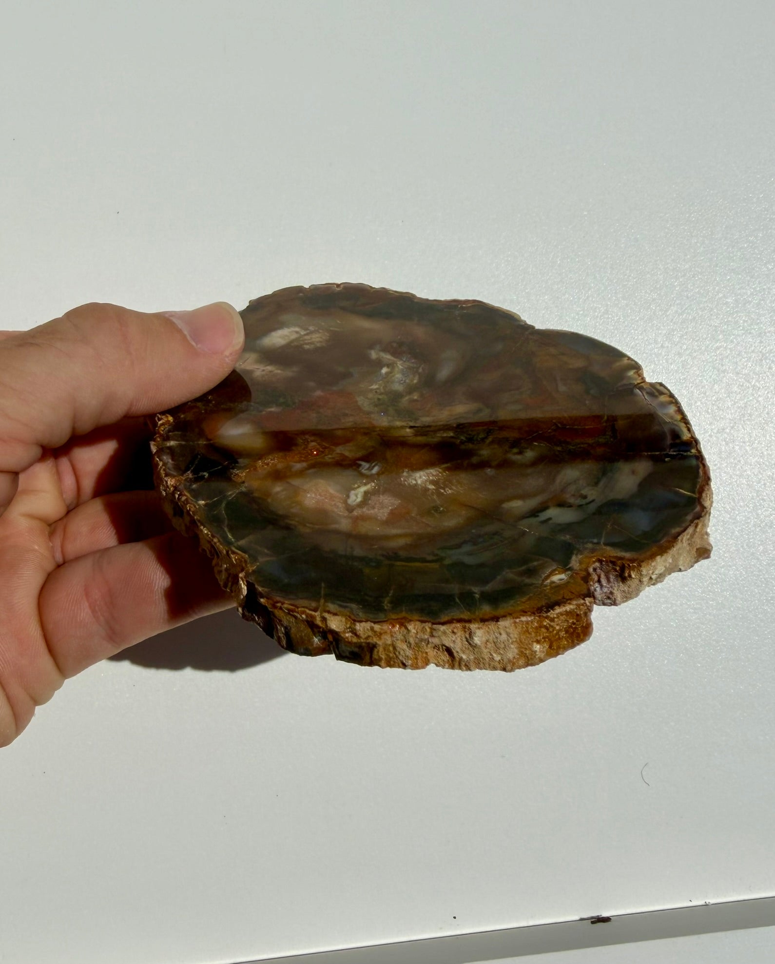 Petrified Wood Slab from Madagascar; 198.75 grams