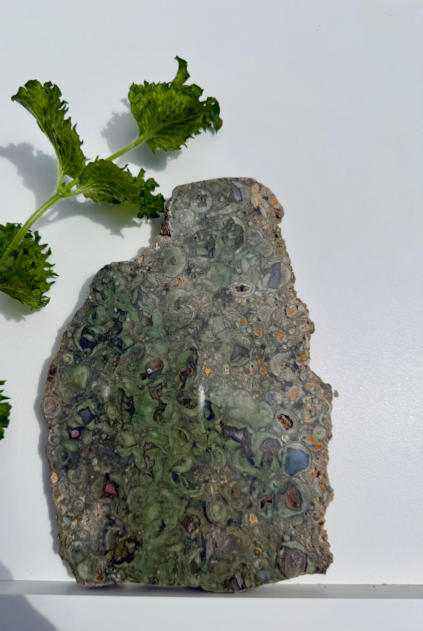 Rainforest Jasper Slab from Australia; 431.01 grams
