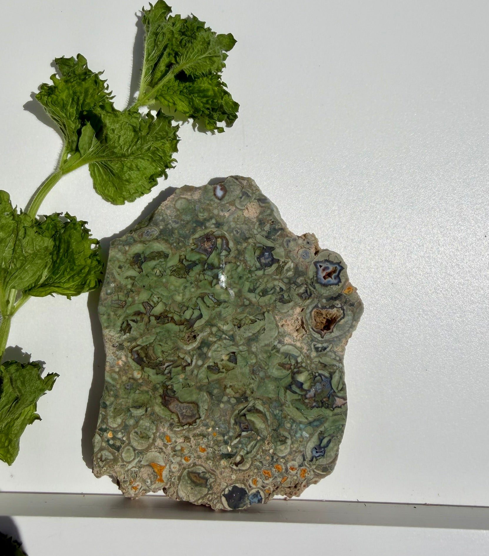 Rainforest Jasper Slab from Australia; 205.42 grams